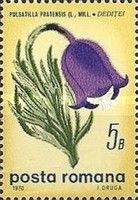 Small pasque flower