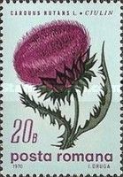 Musk thistle