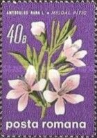 Dwarf almond