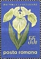 Iris pumula