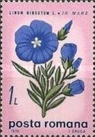 Downy flax