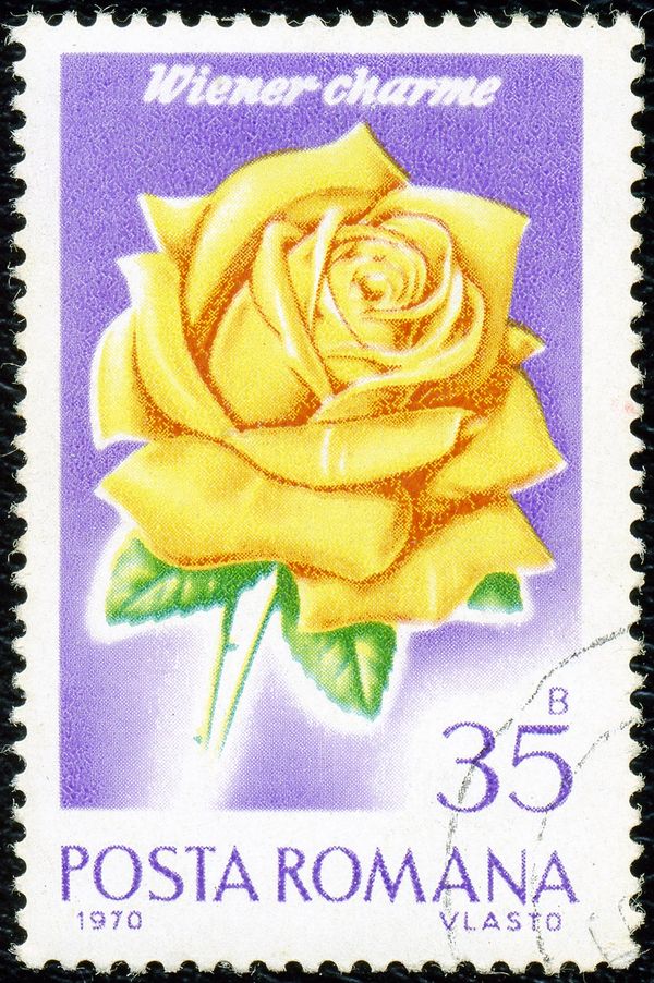 Vienna Charm