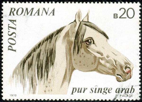 Arabian Horse (Equus ferus caballus)