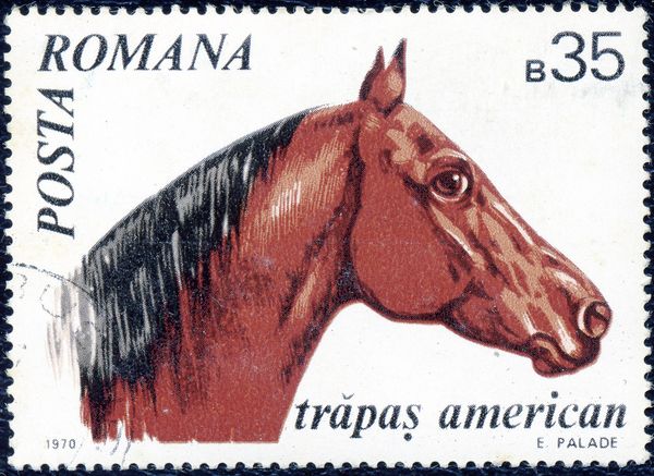 American Trotter Horse (Equus ferus caballus)