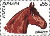 Ghidran (Equus ferus caballus)