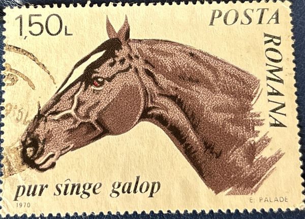 Thoroughbred Horse (Equus ferus caballus)