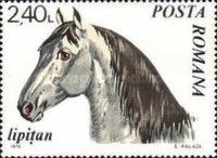 Lipizzan Horse (Equus ferus caballus)