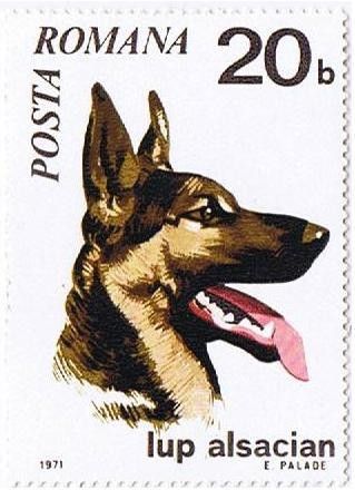 German Shepherd (Canis lupus familiaris)