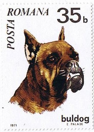 German Boxer (Canis lupus familiaris)