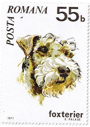 Fox Terrier (Canis lupus familiaris)