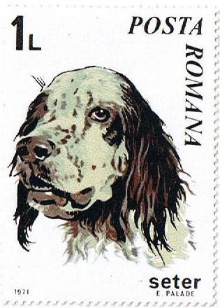 Setter (Canis lupus familiaris)
