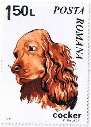 Cocker-Spaniel (Canis lupus familiaris)