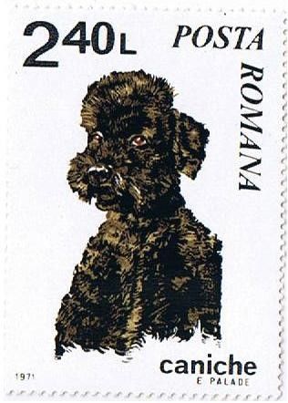 Poodle (Canis lupus familiaris)