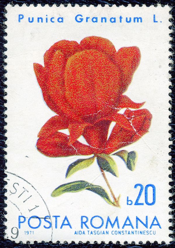 Pomegranate (Punica granatum)