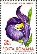 Slipperwort (Calceolus speciosum)