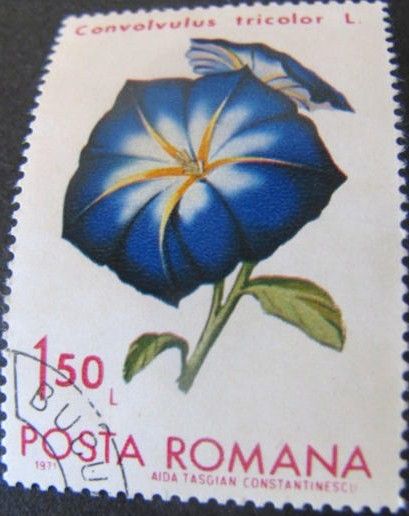 Dwarf Morning Glory (Convolvulus tricolor)