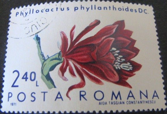 German Empress (Phyllocactus phyllanthoides)