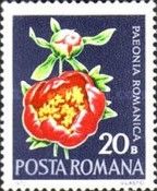 Peony (Paeonia romanica)