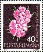 Pink (Dianthus callizonus)