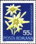 Edelweiss (Leontopodium alpinum)