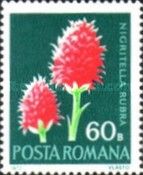 Nigritella rubra (Vanilla Orchid)