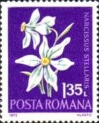 Narcissus (Narcissus stellaris)