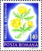 Globe Flower (Trollius europaeus)
