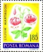 Common Turk's Cap Lily (Lilium martagon)
