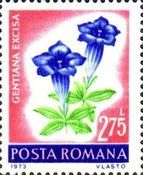 Trumpet Gentian (Gentiana excisa)