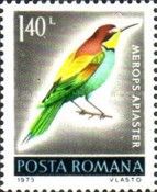 European Bee-eater (Merops apiaster)