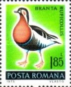 Red-breasted Goose (Branta ruficollis)