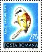 Eurasian Penduline Tit (Remiz pendulinus)