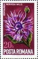 Plume Knapweed (Centaurea nervosa)