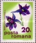 Larkspur (Delphinium consolida)