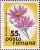 Everlasting / Immortelle (Xeranthemum annuum)