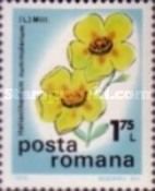 Common Rockrose (Helianthemum nummularium)
