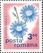 Common Chicory (Cichorium intybus)