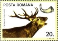 Red Deer (Cervus elaphus)