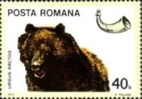 Brown Bear (Ursus arctos)