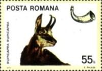 Chamois (Rupicapra rupicapra)