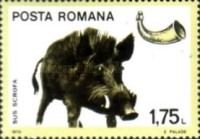 Wild Boar (Sus scrofa)