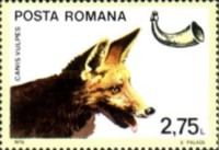Red Fox (Vulpes vulpes)