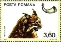 Eurasian Lynx (Lynx lynx)