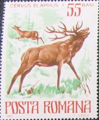 Red Deer (Cervus elaphus)