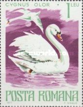 Mute Swan (Cygnus olor)