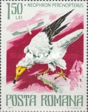 Egyptian Vulture (Neophron percnopterus)