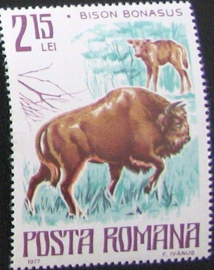 European Bison (Bison bonasus)
