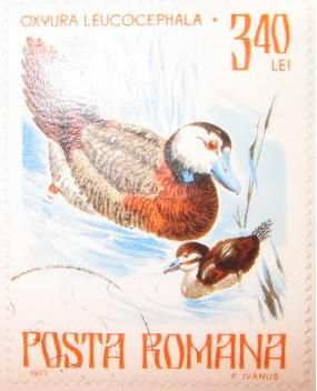 White-headed Duck (Oxyura leucocephala)