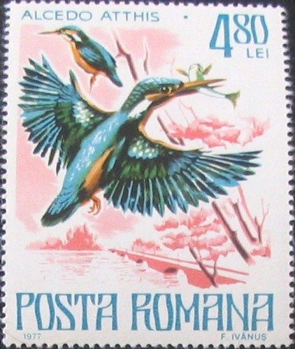 Common Kingfisher (Alcedo atthis)