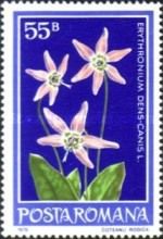 Dog's Tooth Violet (Erythronium dens-canis)